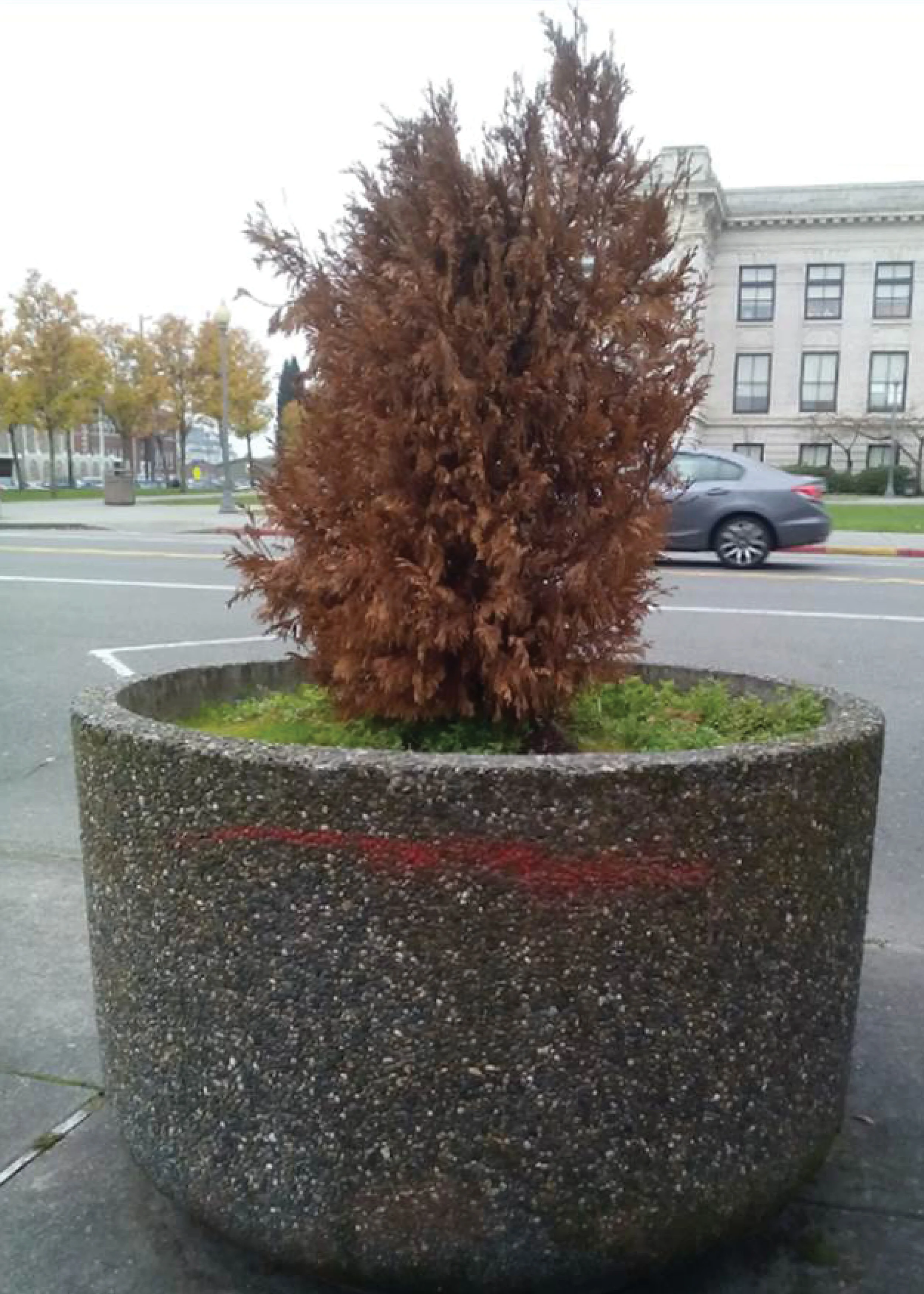 The large cement planters were largely abandoned for many years until Environmental Systems Design teacher Danielle DeLuca engaged her students in restoring their function and beauty.