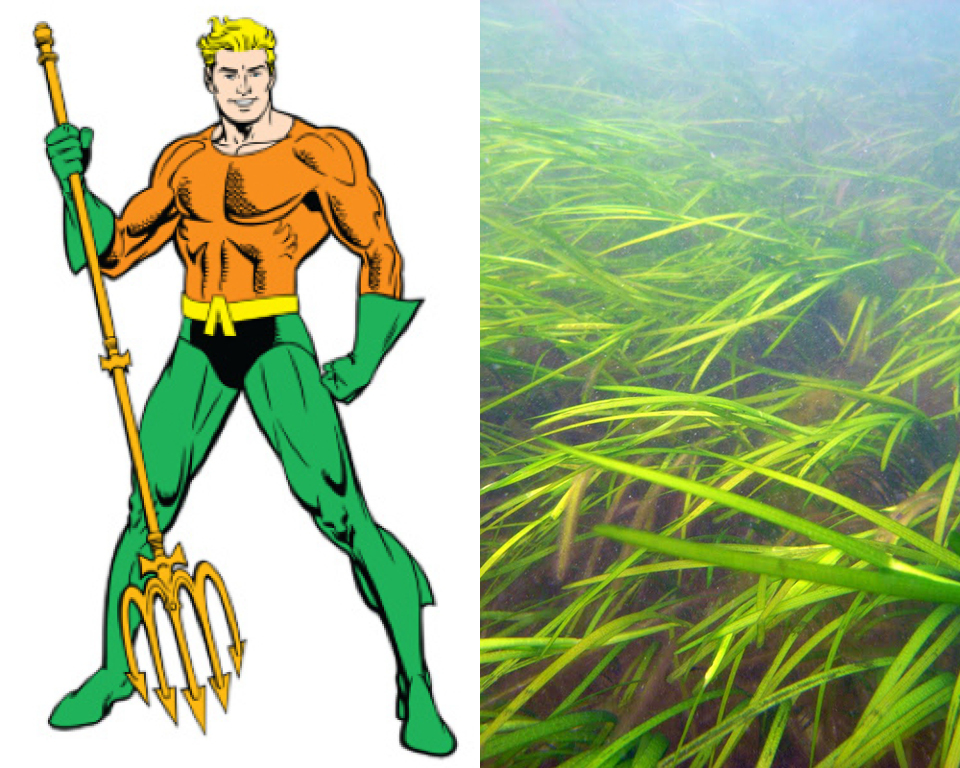 Aquaman - Common Eel-grass (Zostera marina) 