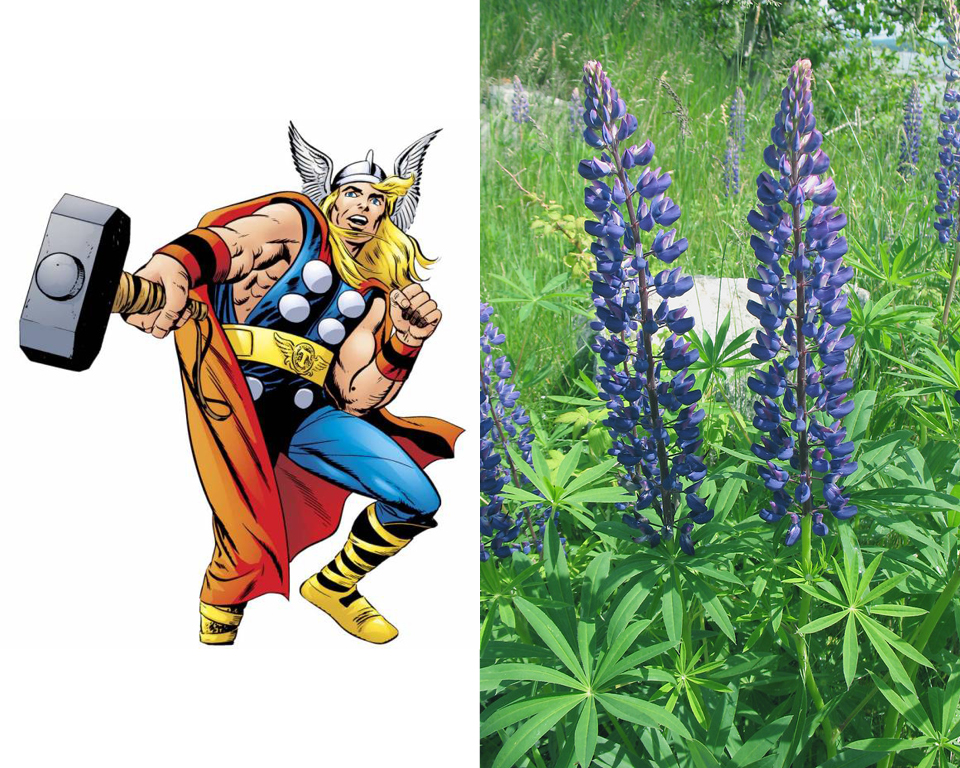 Thor - Bigleaf Lupine (Lupinus polyphyllus) 