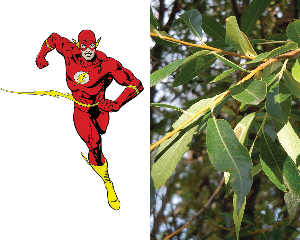 Flash - Pacific Willow (Salix lasiandra)