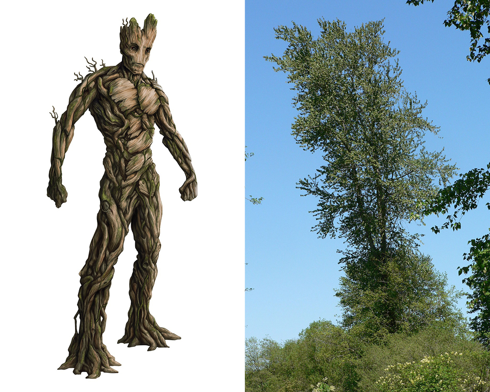 Groot - Black Cottonwood (Populus trichocarpa) 