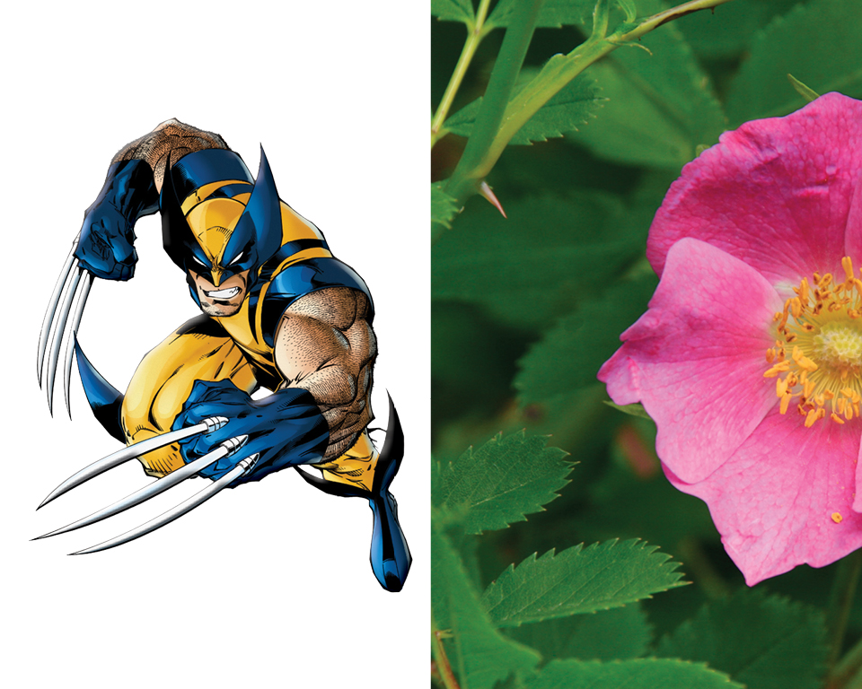 Wolverine - Nootka Rose (Rosa nutkana)