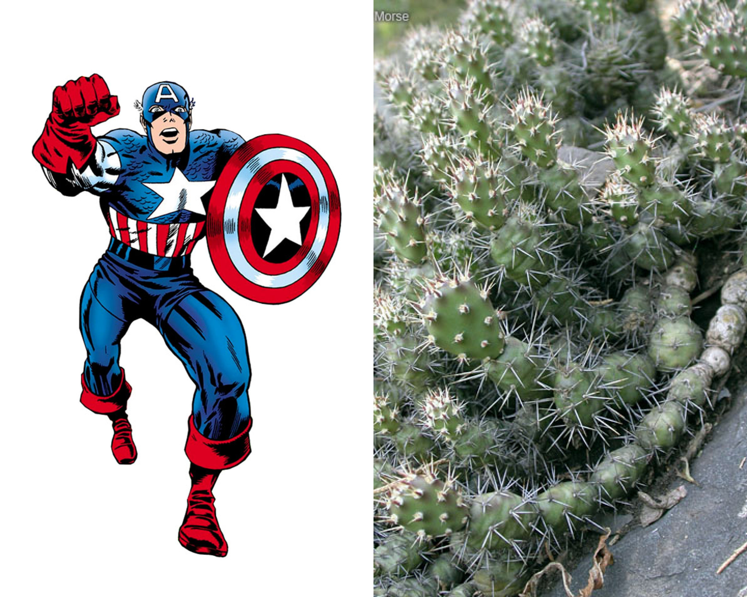 Captain America - Brittle Prickly-Pear Cactus (Opuntia fragilis) 