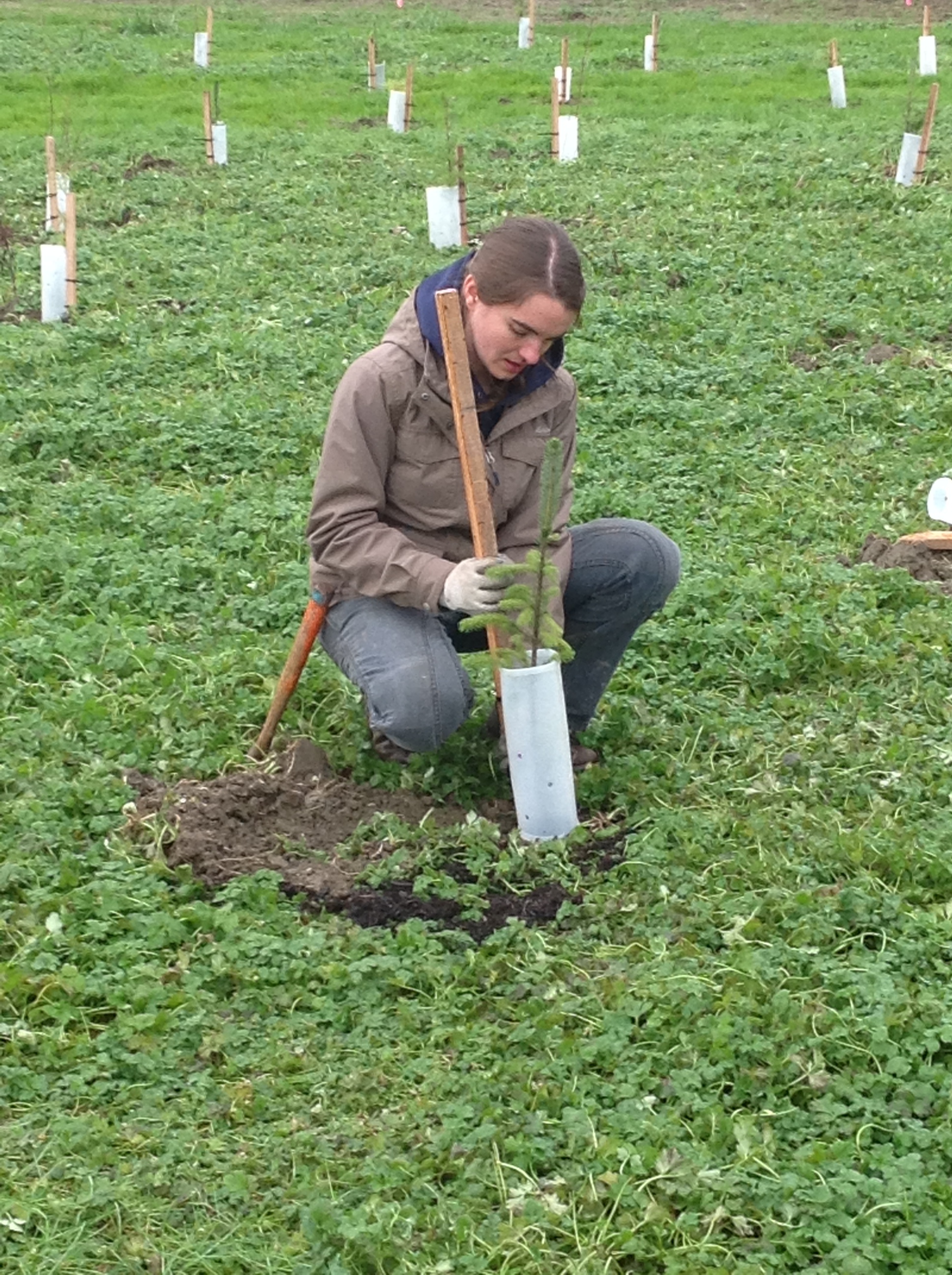 Roxanne planting a tree