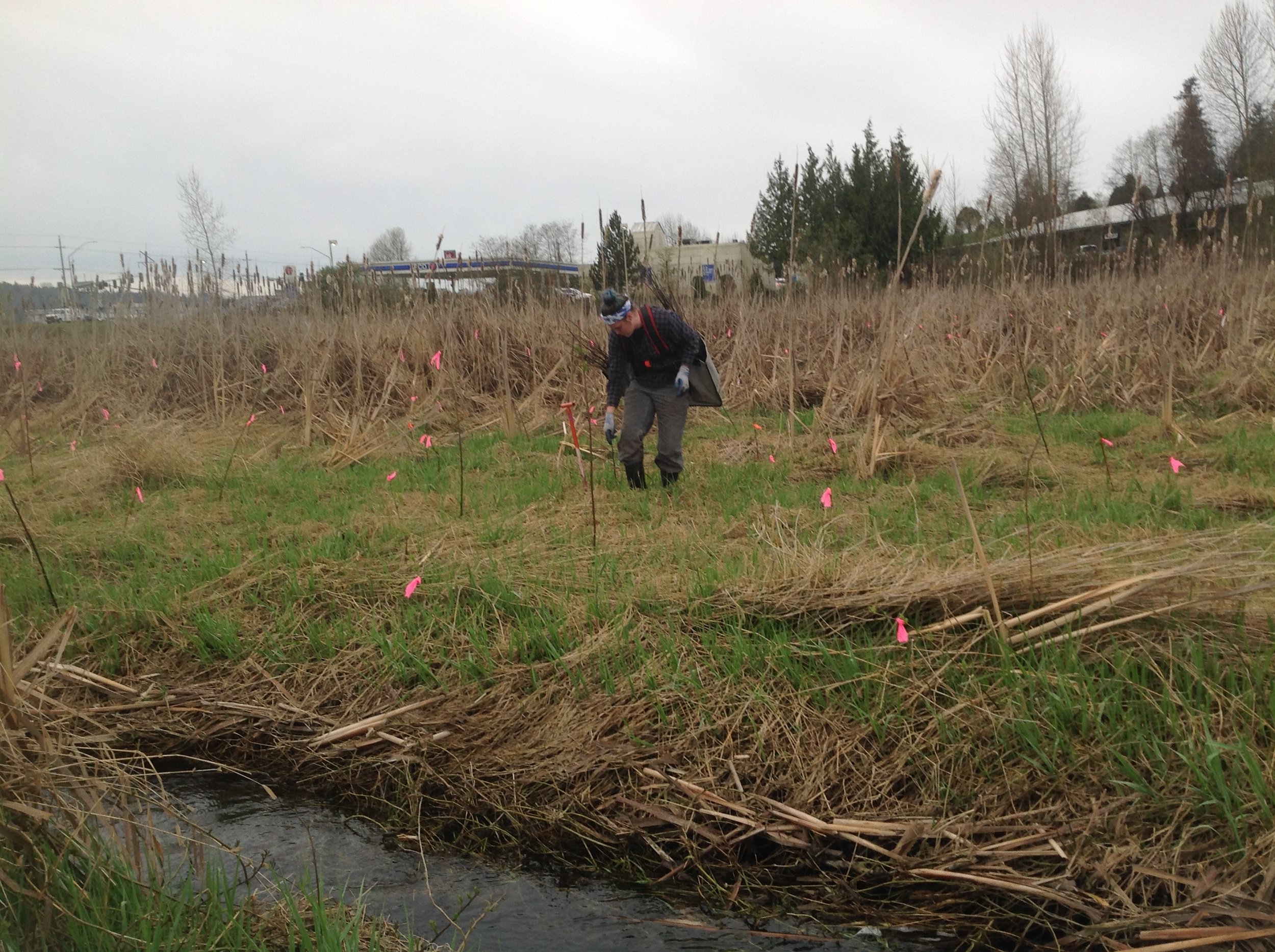 Monroe wetland project