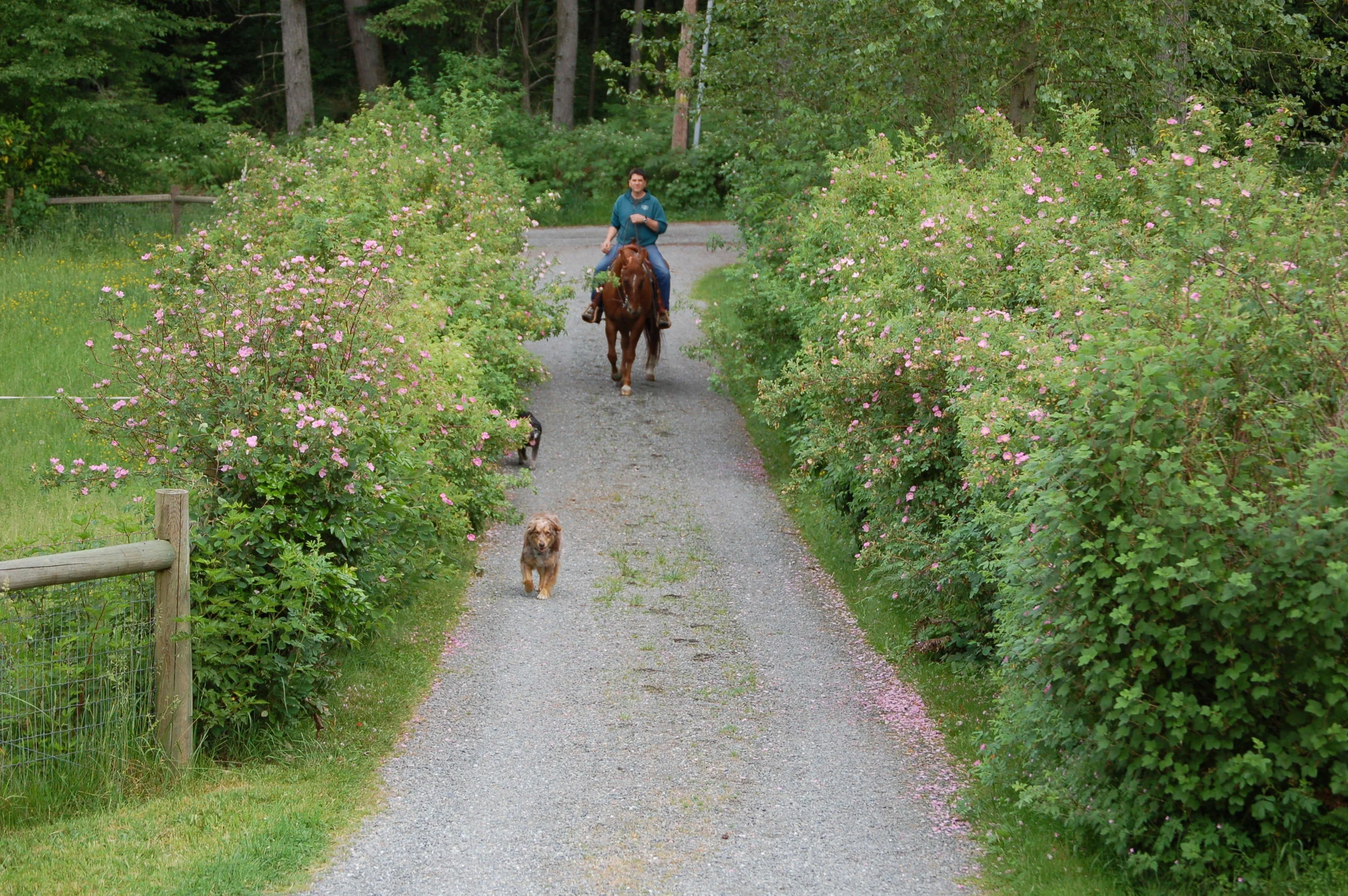 Go Native with Hedgerows and Buffers on Horse Properties — Snohomish ...