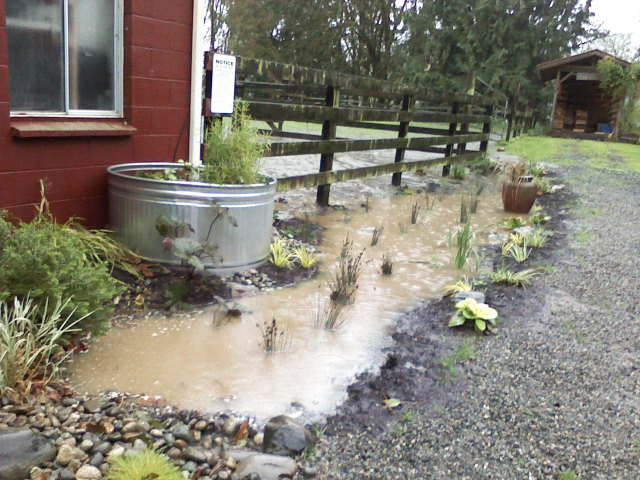 Horses For Rain Gardens In Puget Sound Snohomish Conservation