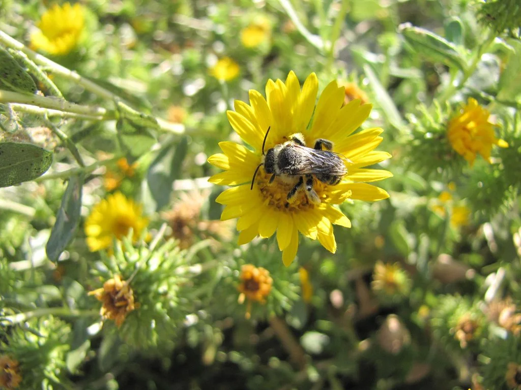 Photo courtesy of Northwest Meadowscapes