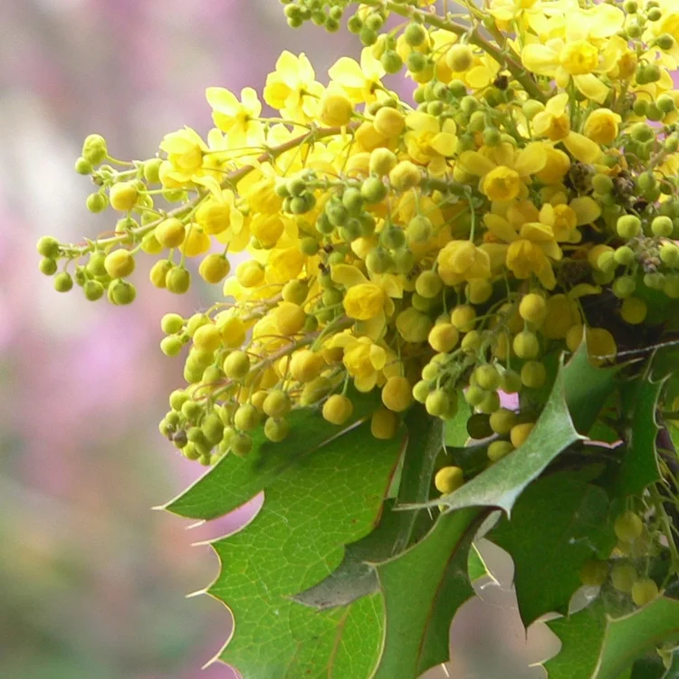 Photo of oregon grape