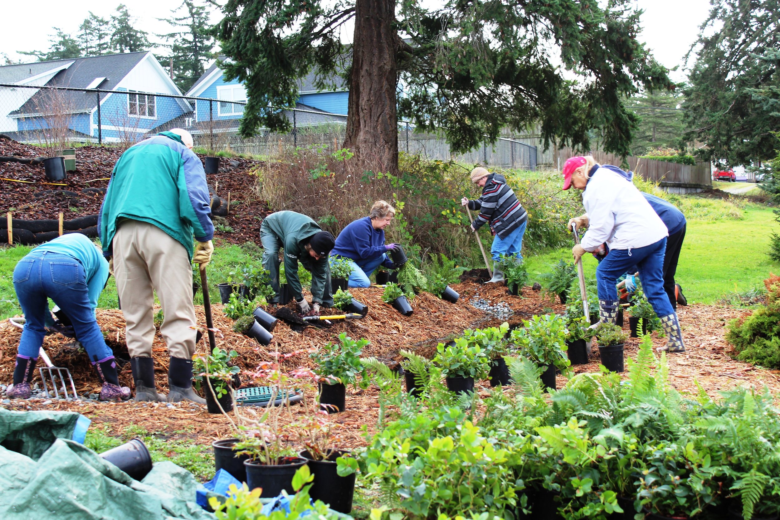 20171129BayViewPlanting-Planting begins.JPG