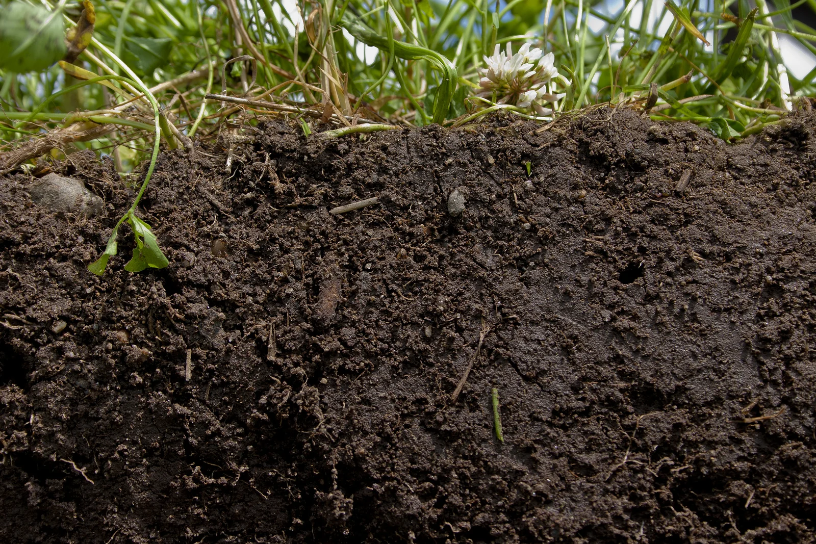 healthy soil.jpg