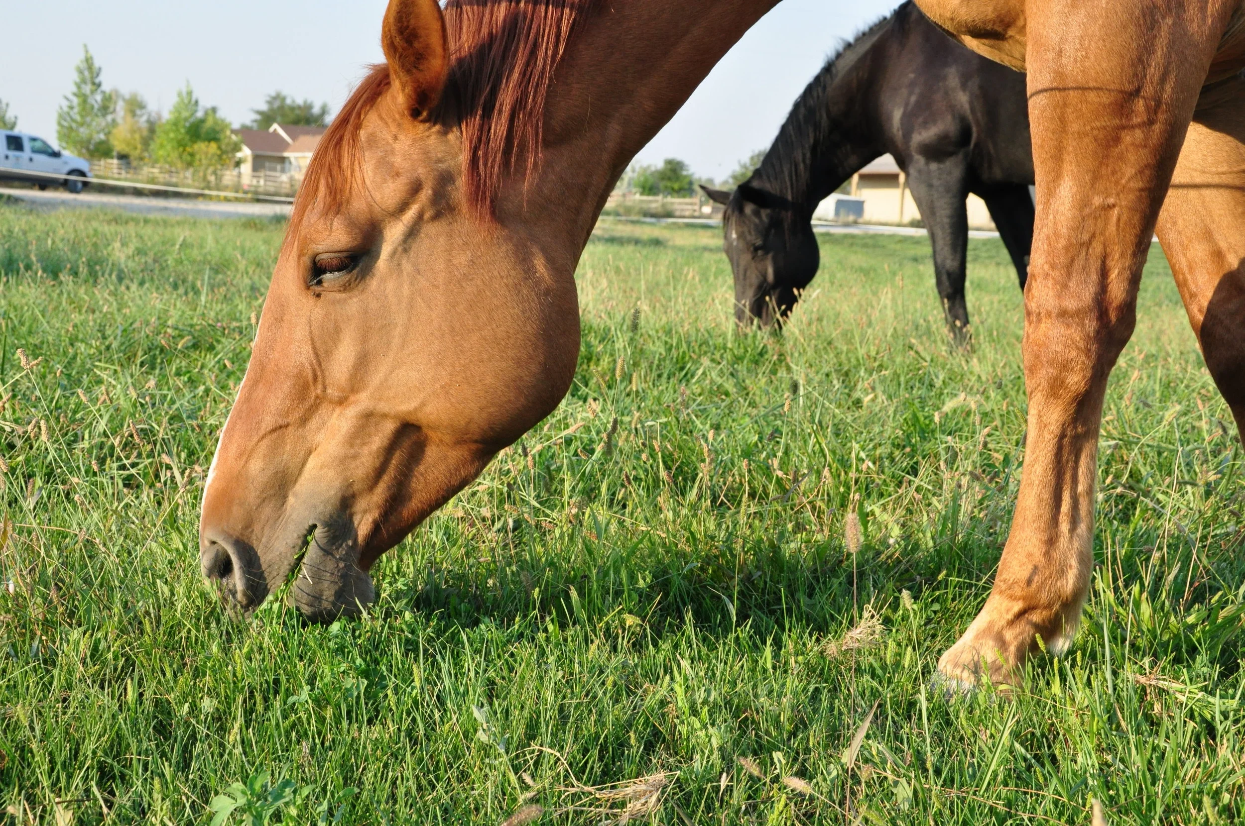horses grazing.jpg