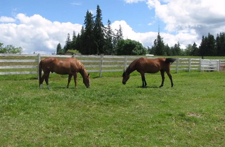 Horses on a spring pasture