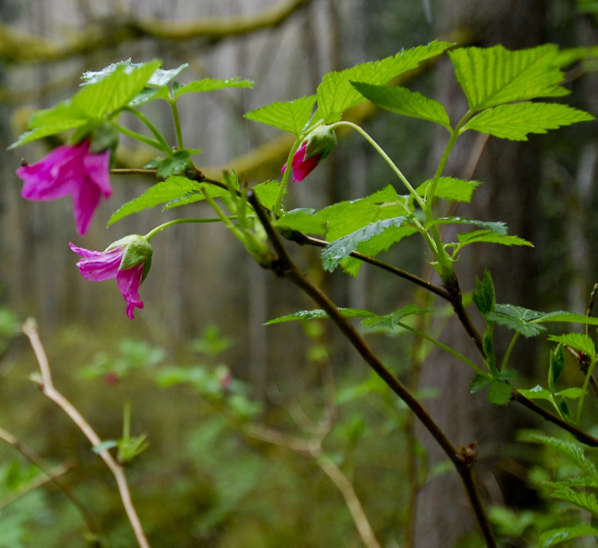 Wetland Planting List — Snohomish Conservation District