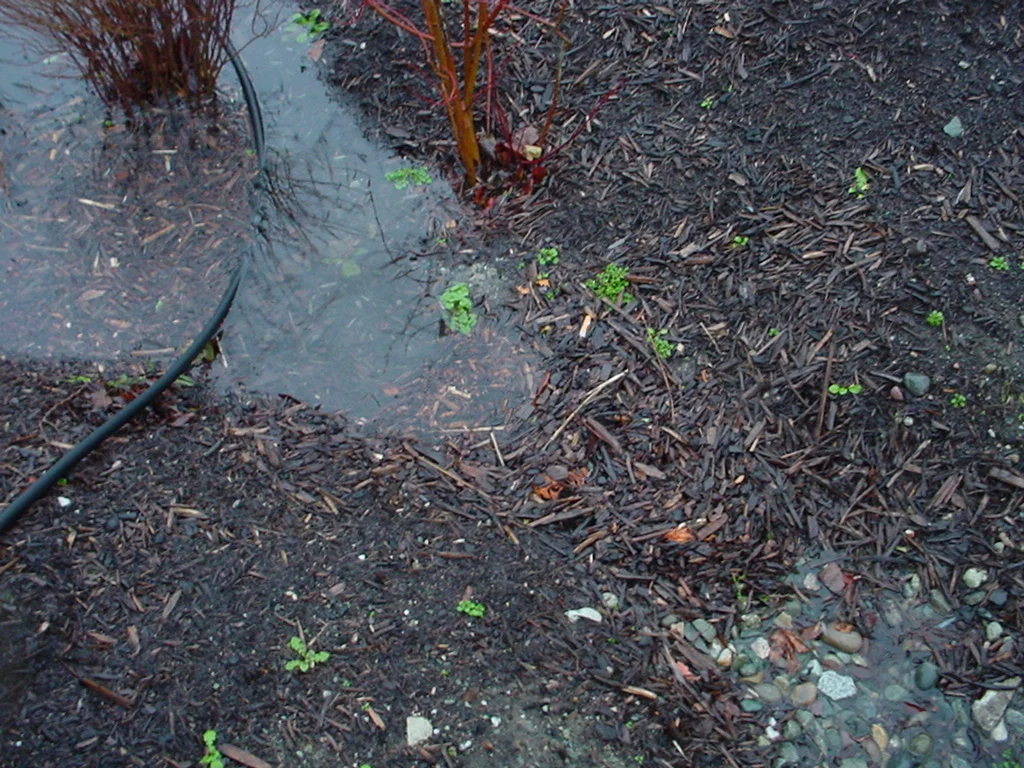Maintenance Ideas for Rain Gardens and Bioretention Facilities