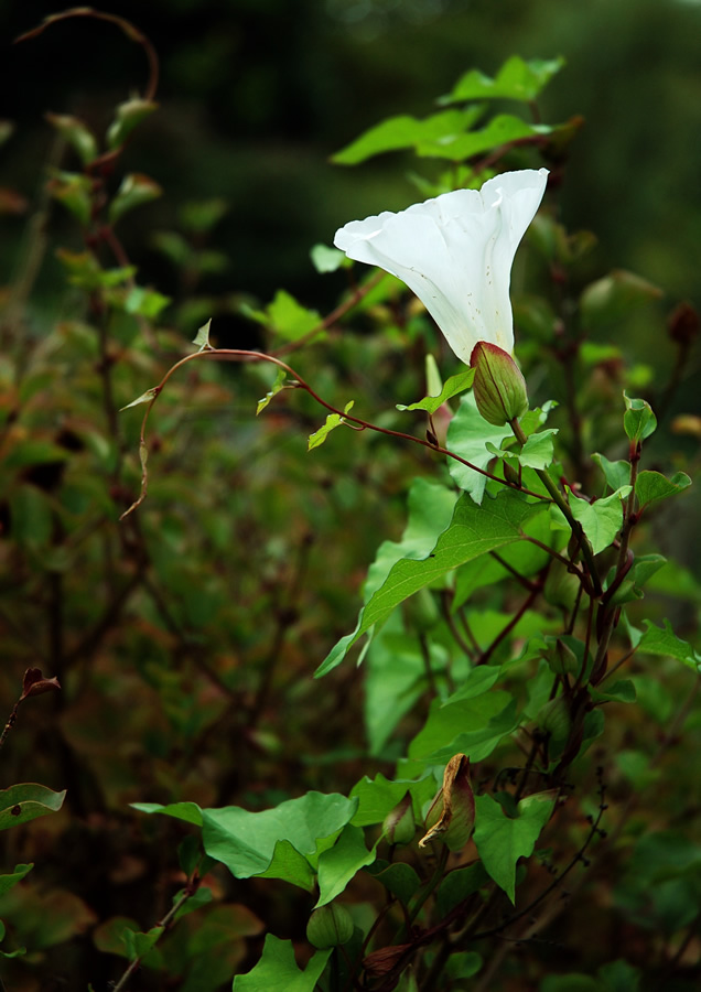 Bindweed (Morning Glory)