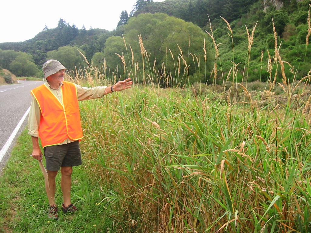 Reed Canary Grass