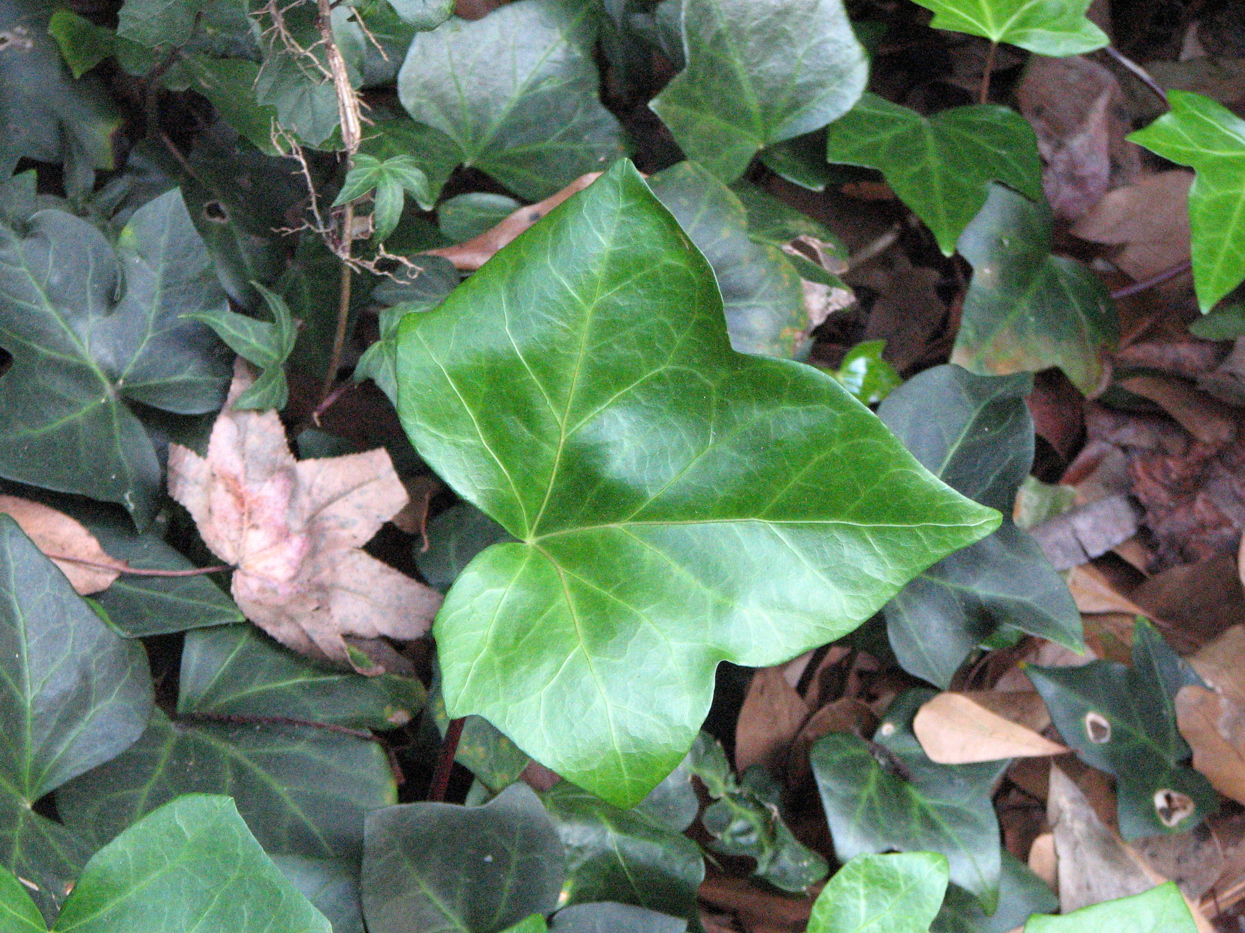 Ivy