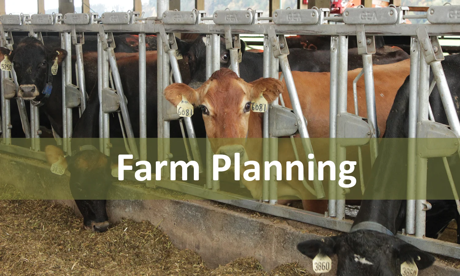 cows looking out of pen. link leads to farm Planning Program page.