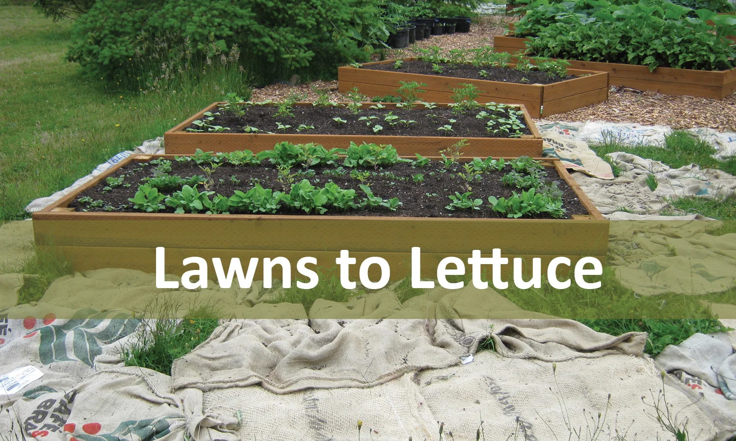 Lawns to lettuce program button