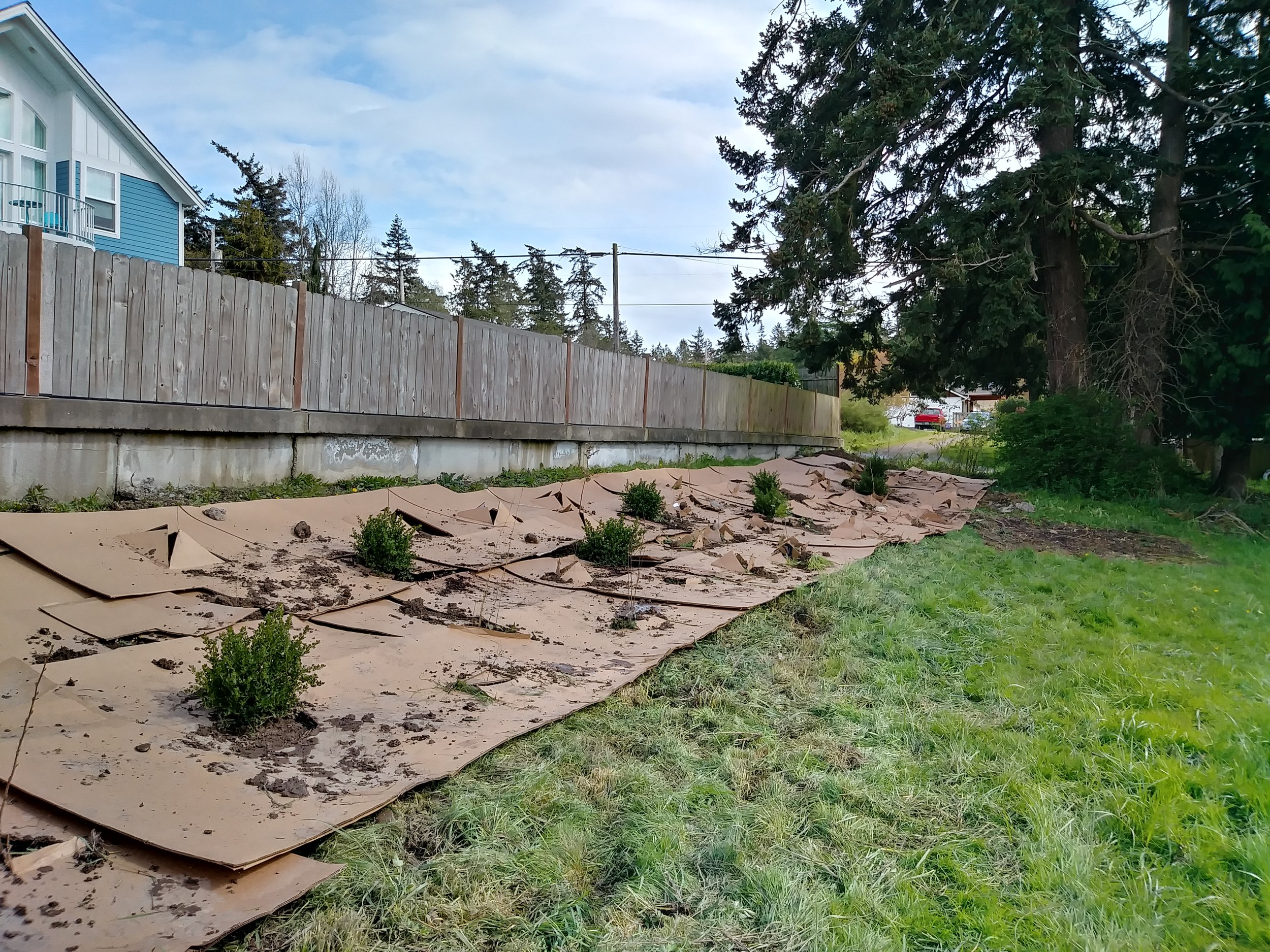 MID-WAY: Cardboard is used to cover the weeds. It will eventually break down and become part of the soil landscape.
