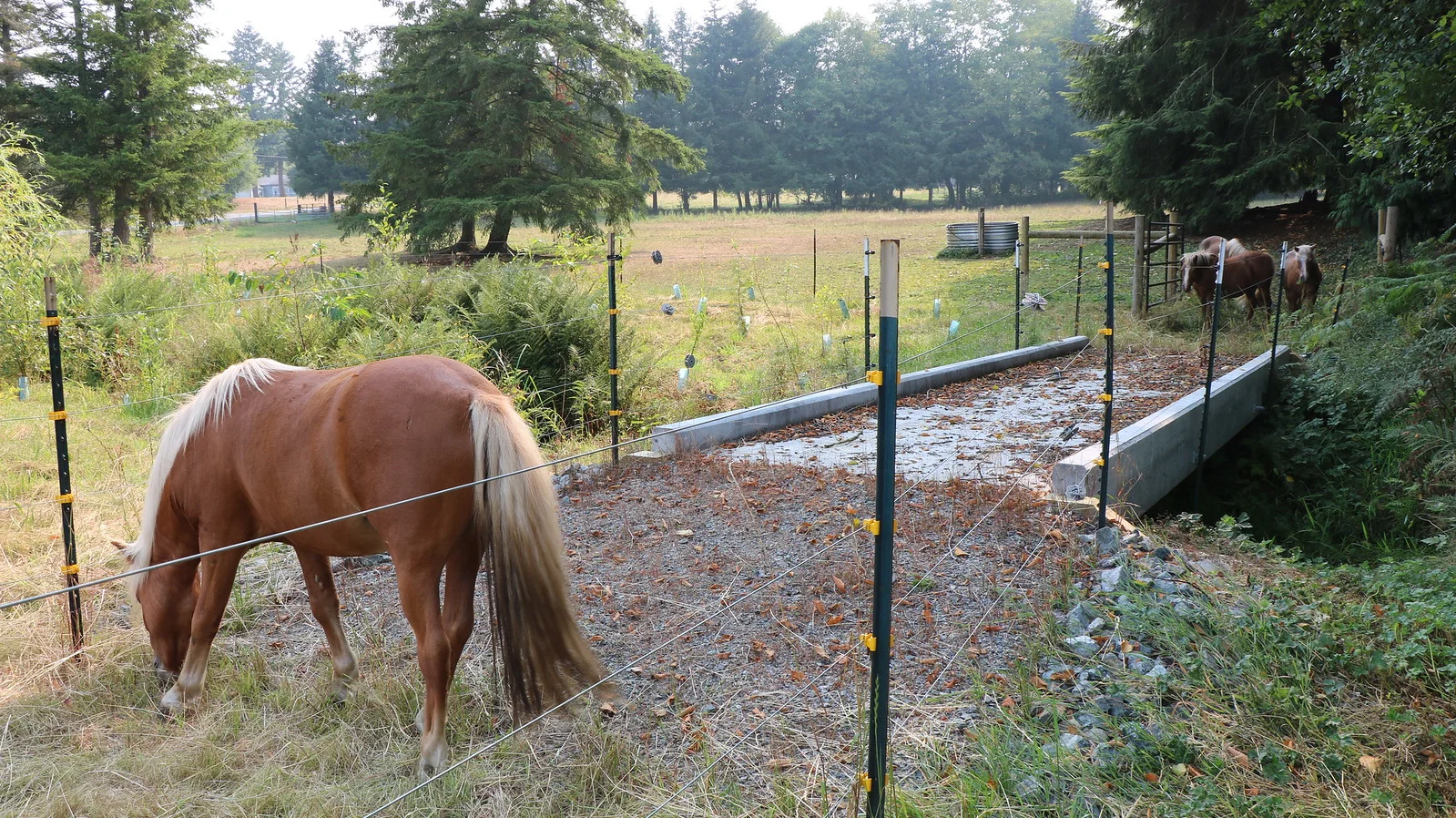 Horses are kept out of the creek with exclusion fencing and a bridge in the Stillaguamish watershed.
