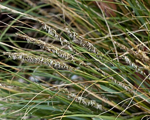 Spartina or cordgrass.