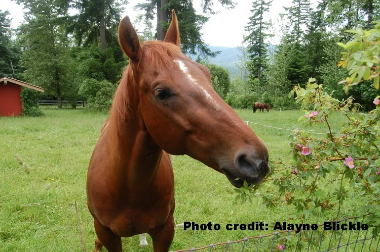 Photo credit: Alayne Blickle