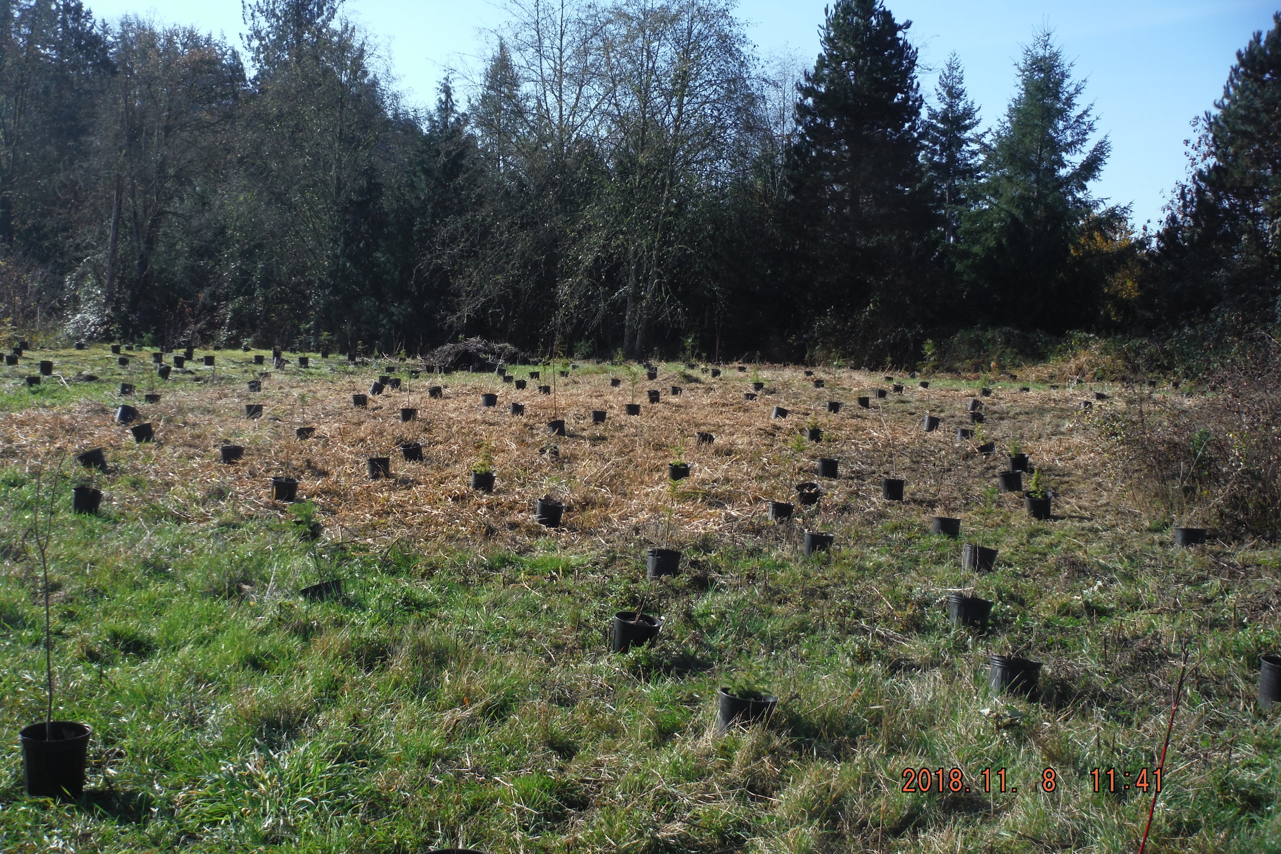 Plants Staged for Orca Day Planting Event