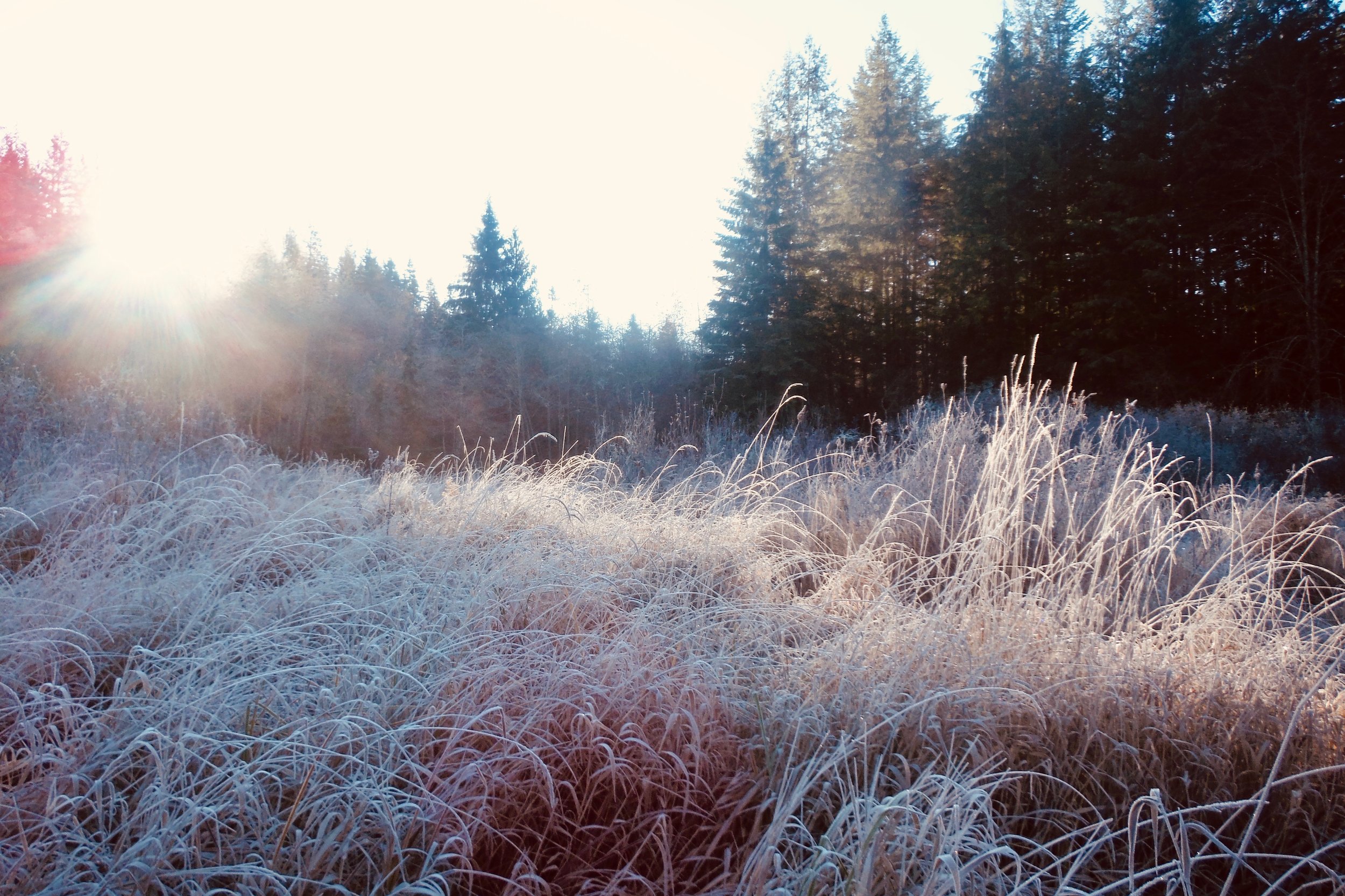 Frosty Reed Canary Grass