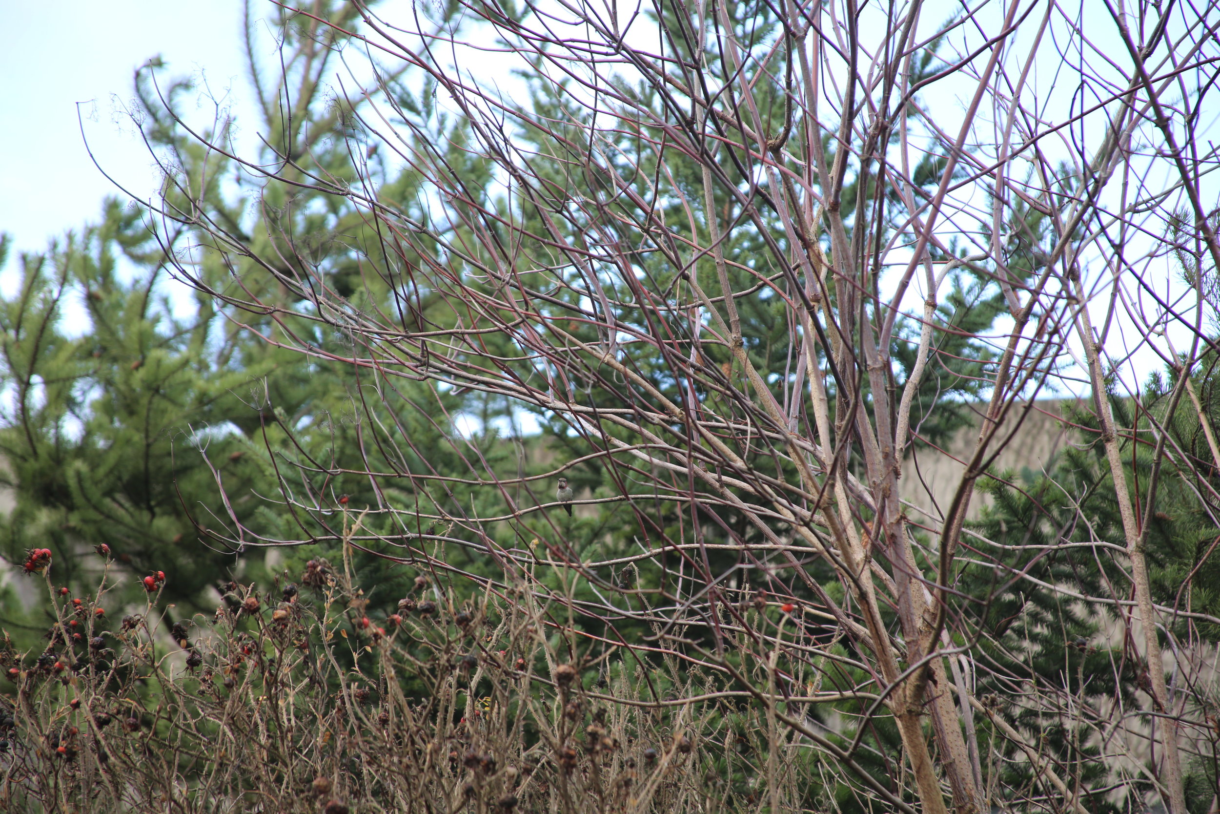 A Hummingbird sits in a Vine Maple.