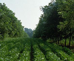 alley1B.jpg