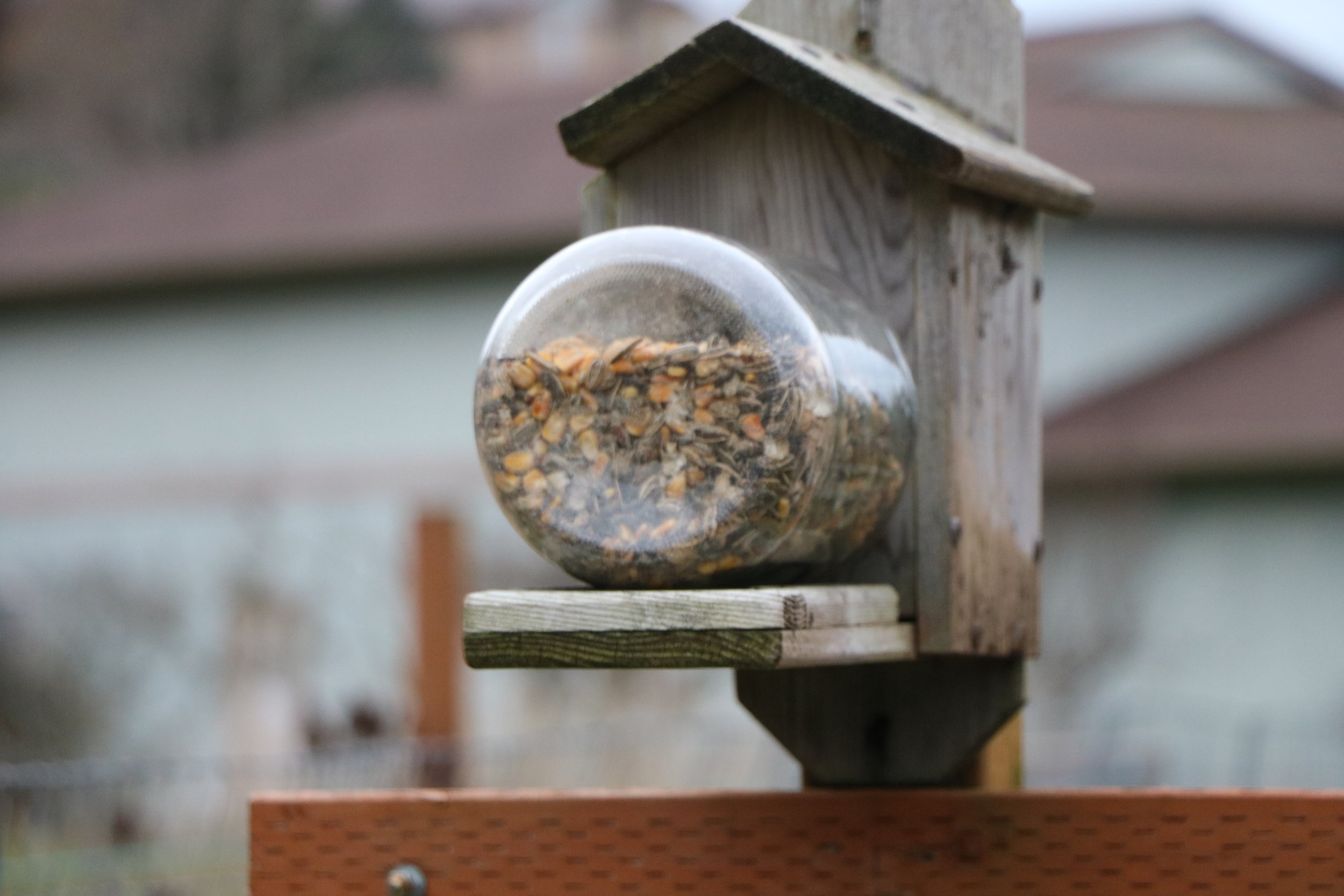 Squirrel feeder