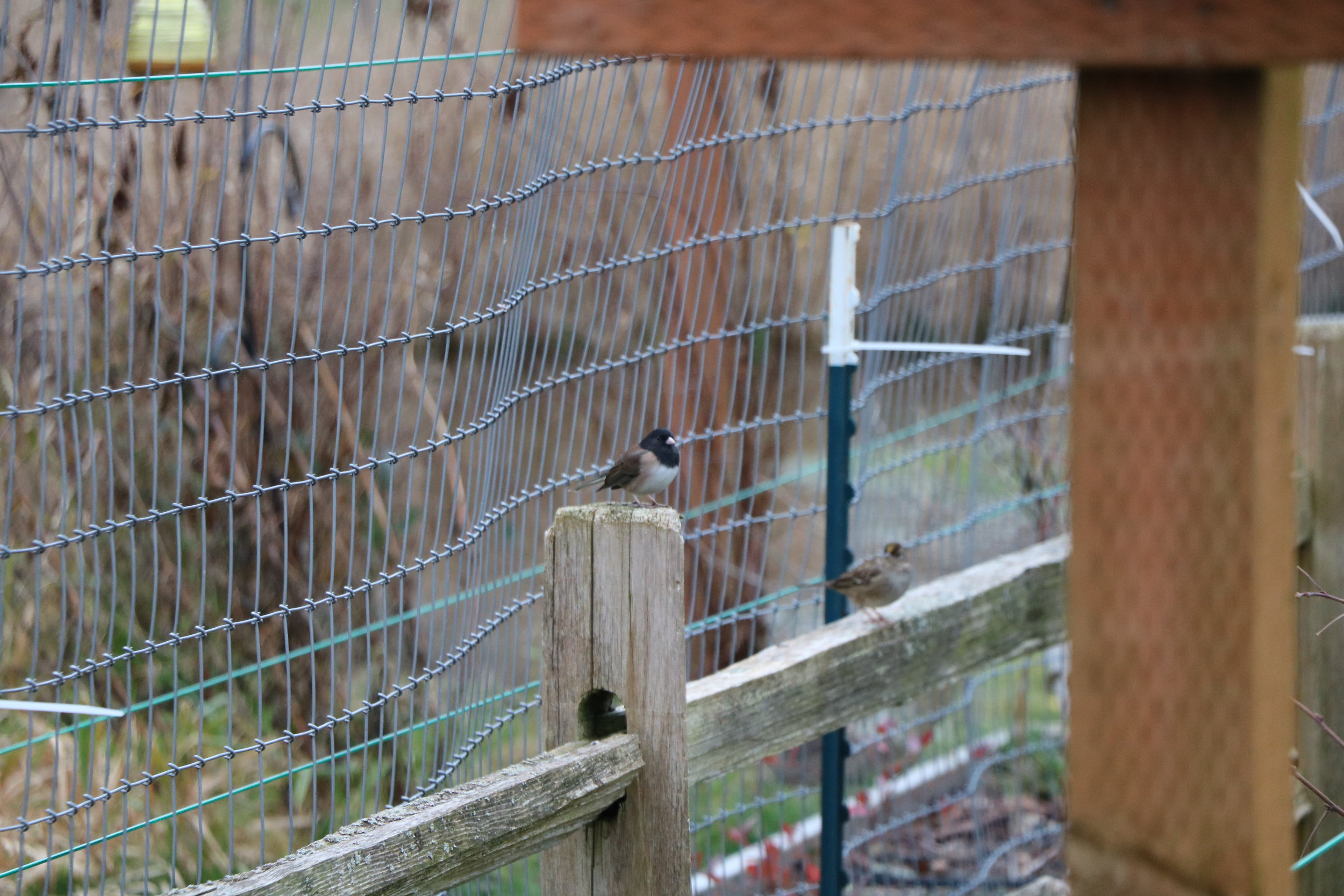 Junco waiting for turn at feeder