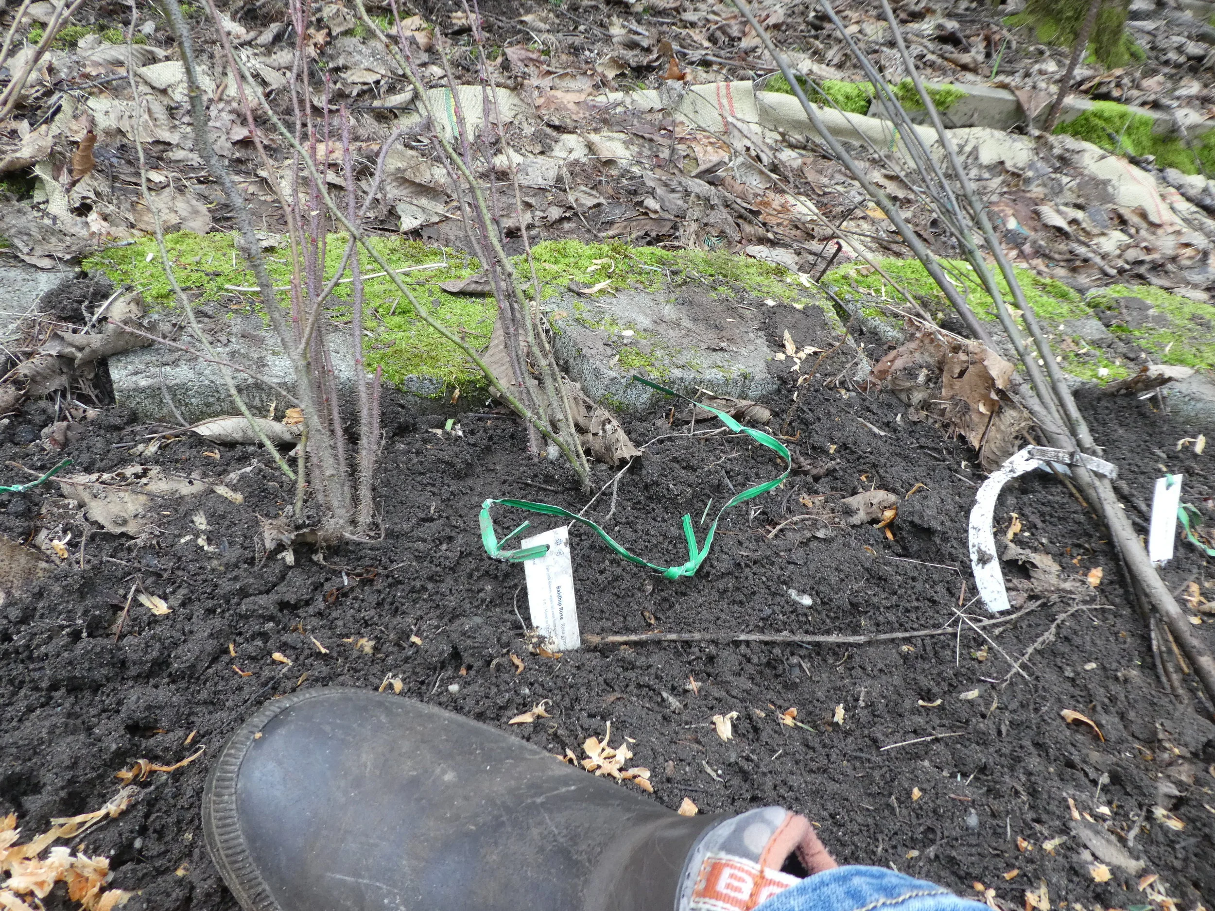 Heeled In Plants (aka what to do when it's still cold outside ...