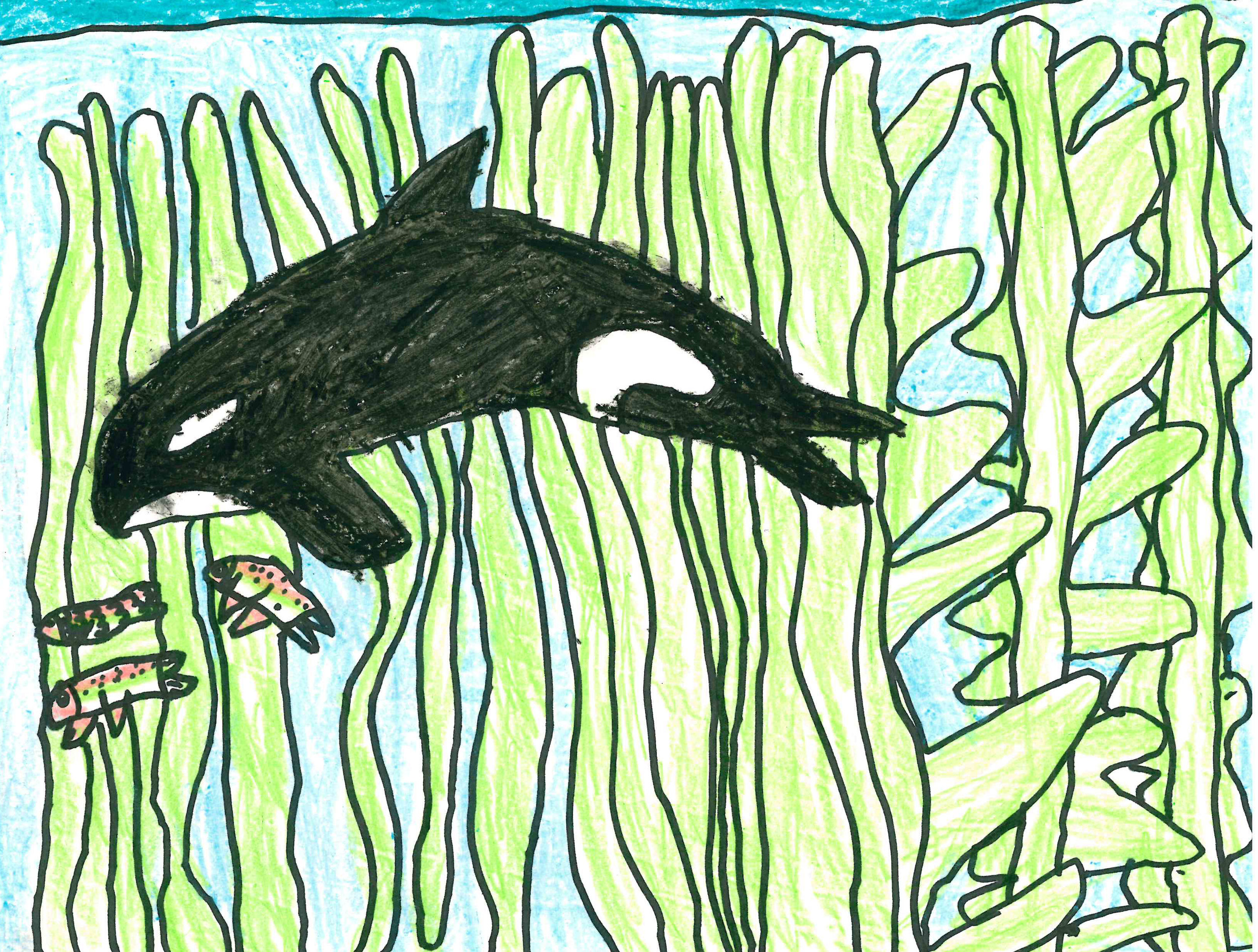 Orca and Kelp by Annalise Buck - 1st Place - Grades K-2
