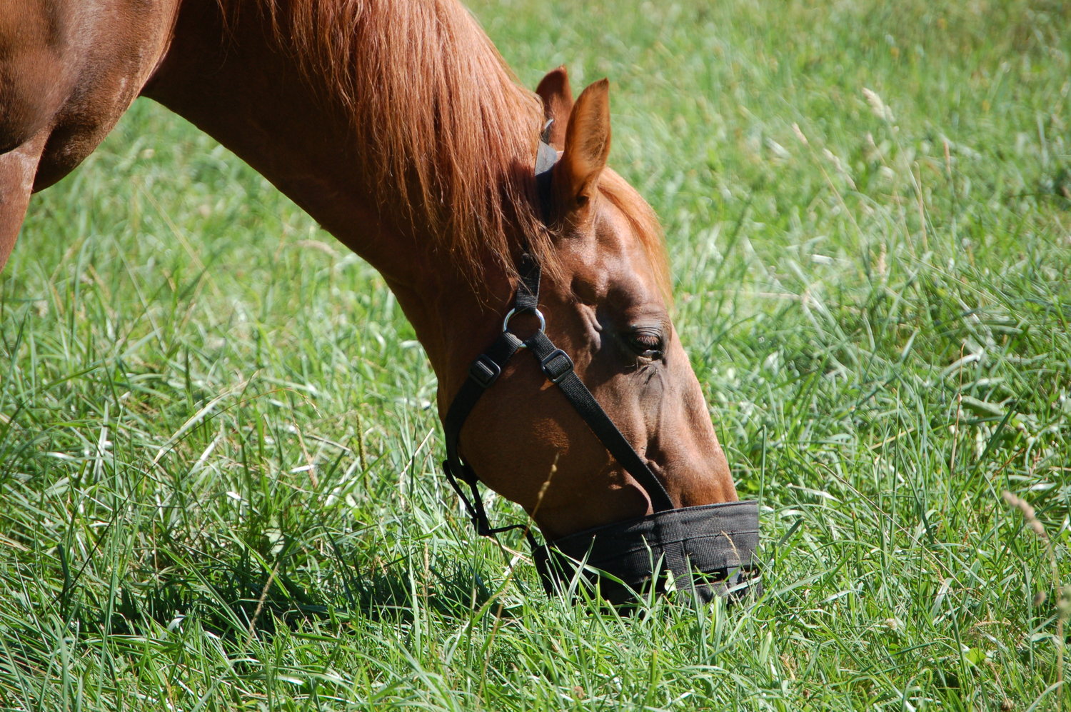 grazing+muzzle1.jpg