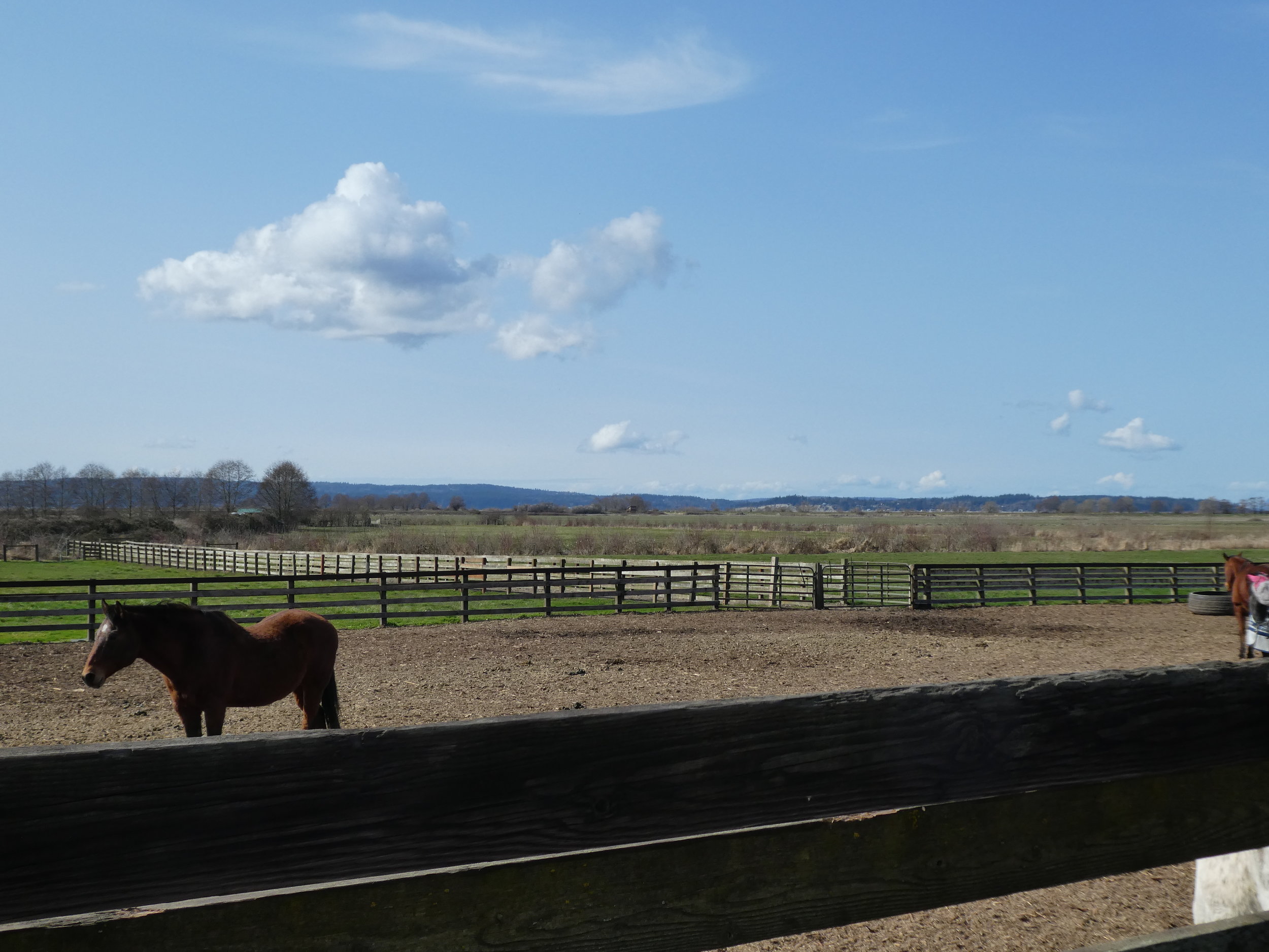 View from outdoor arena to mud-free paddock and green pastures.