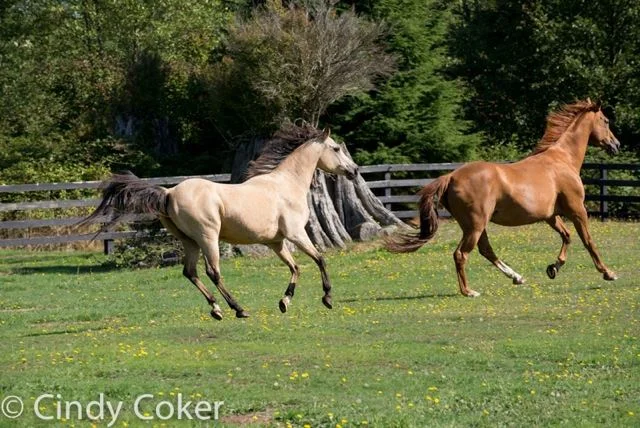 Photo Credit: Cindy Coker