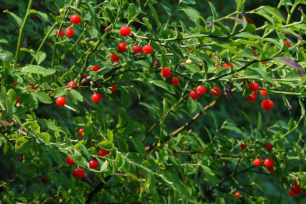 plant-Huckleberry-Red.jpg