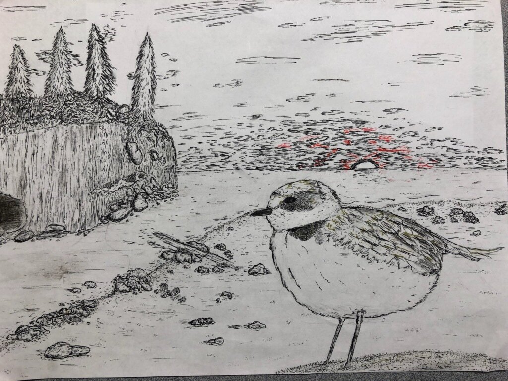 Anthony Labriola - 1st Place - 6th - 8th Grade - "Snowy Plover"