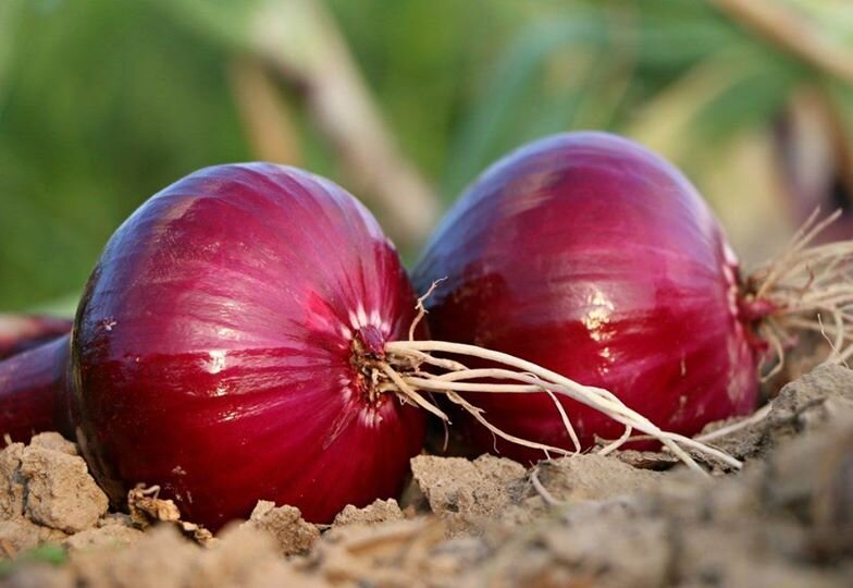 Red Onion from eastern WA