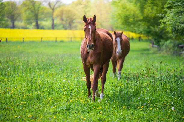 Animal pasture with 0 yield