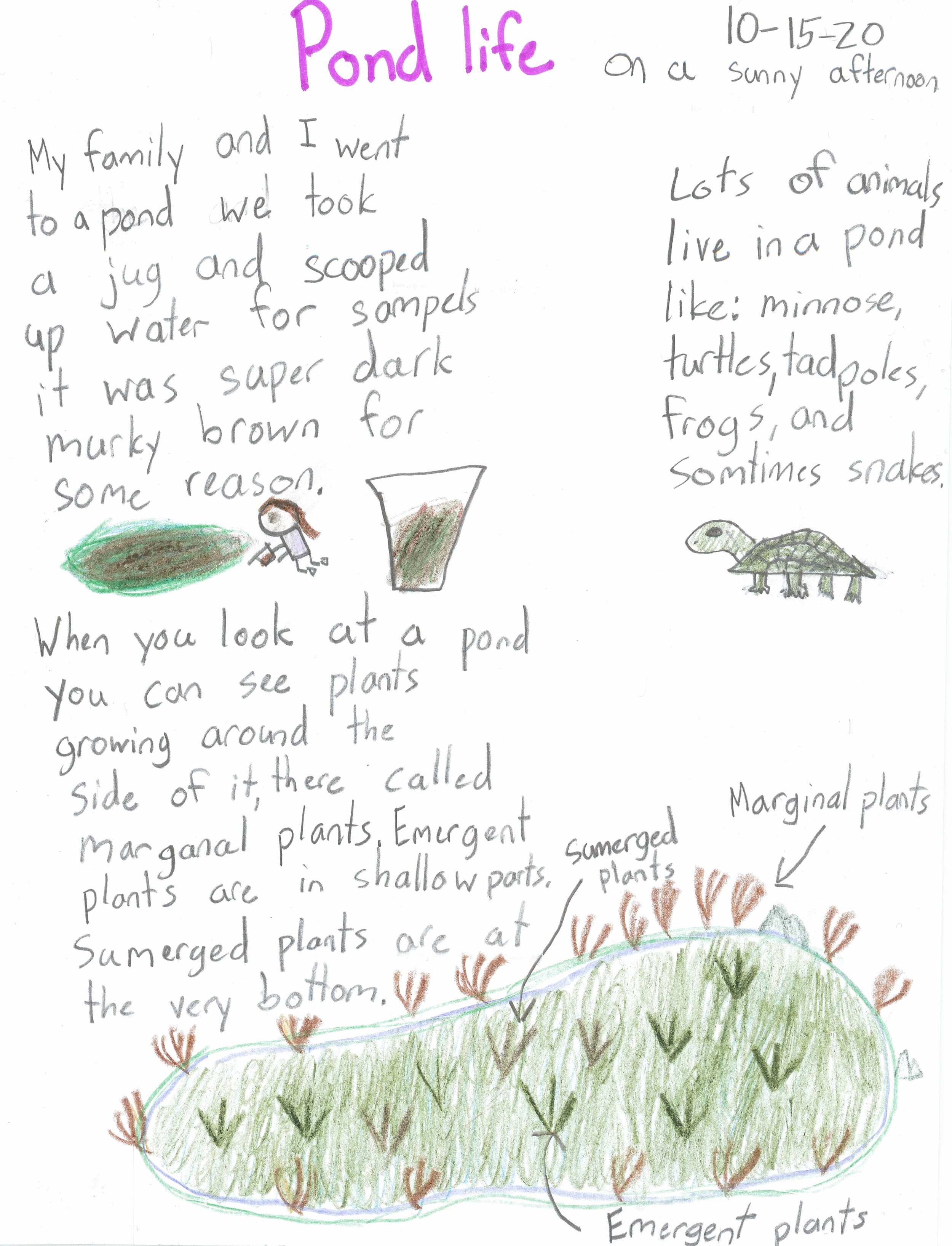 Pond Life by Charlotte Freestone - 3rd Place - Grades 3-5