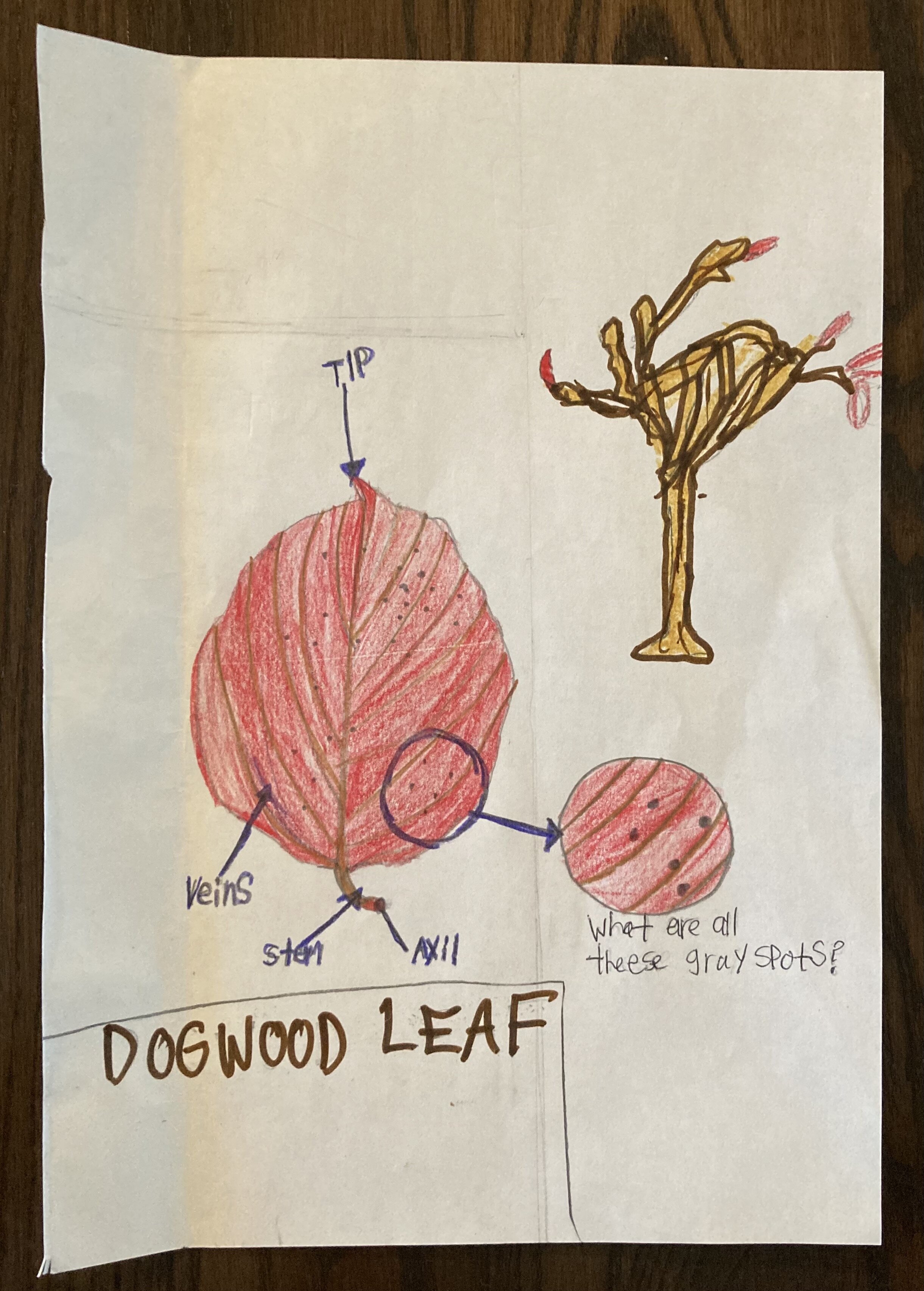 Dogwood Leaf by Brayden Ingalls - 3rd Place - Grades 6-8