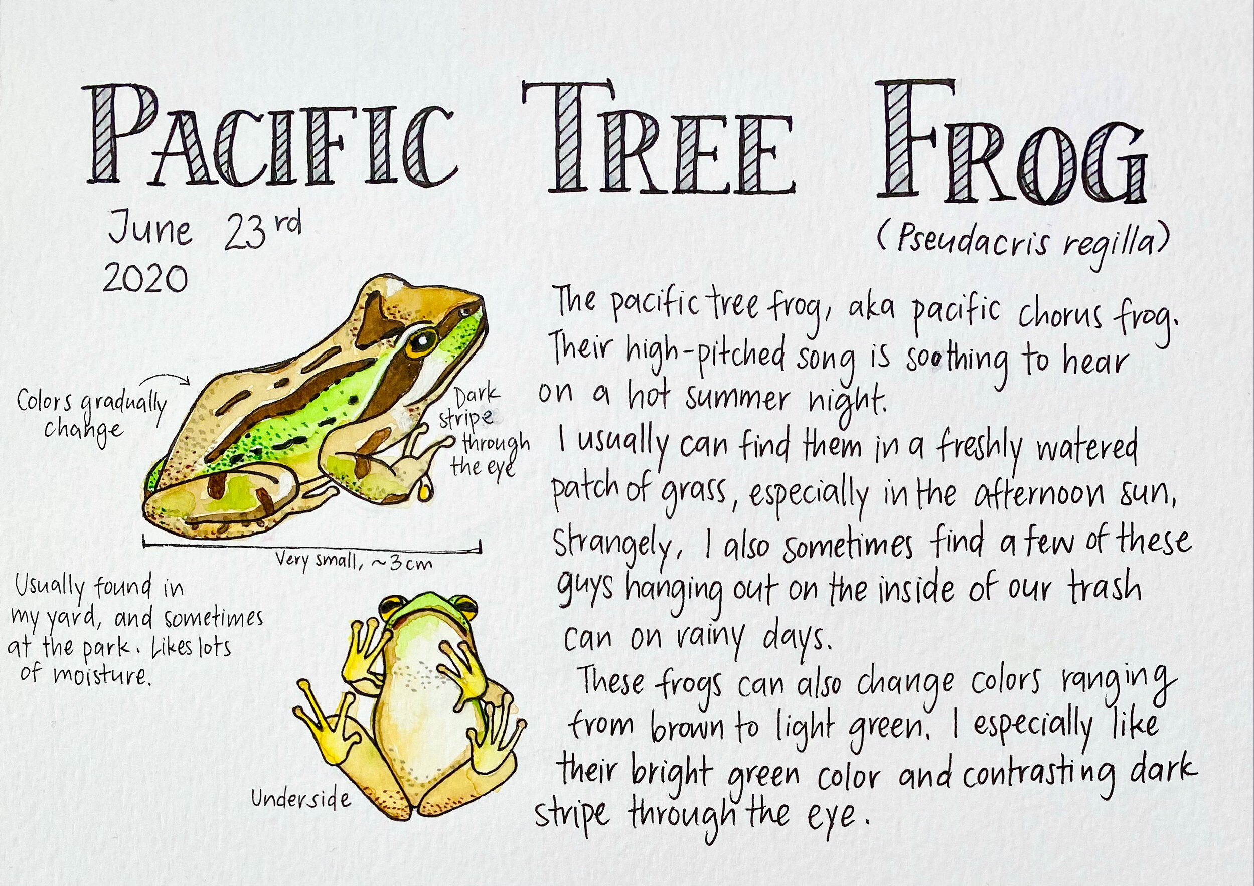 Pacific Tree Frog by Lilia Freire - 2nd Place to Grades 9-12