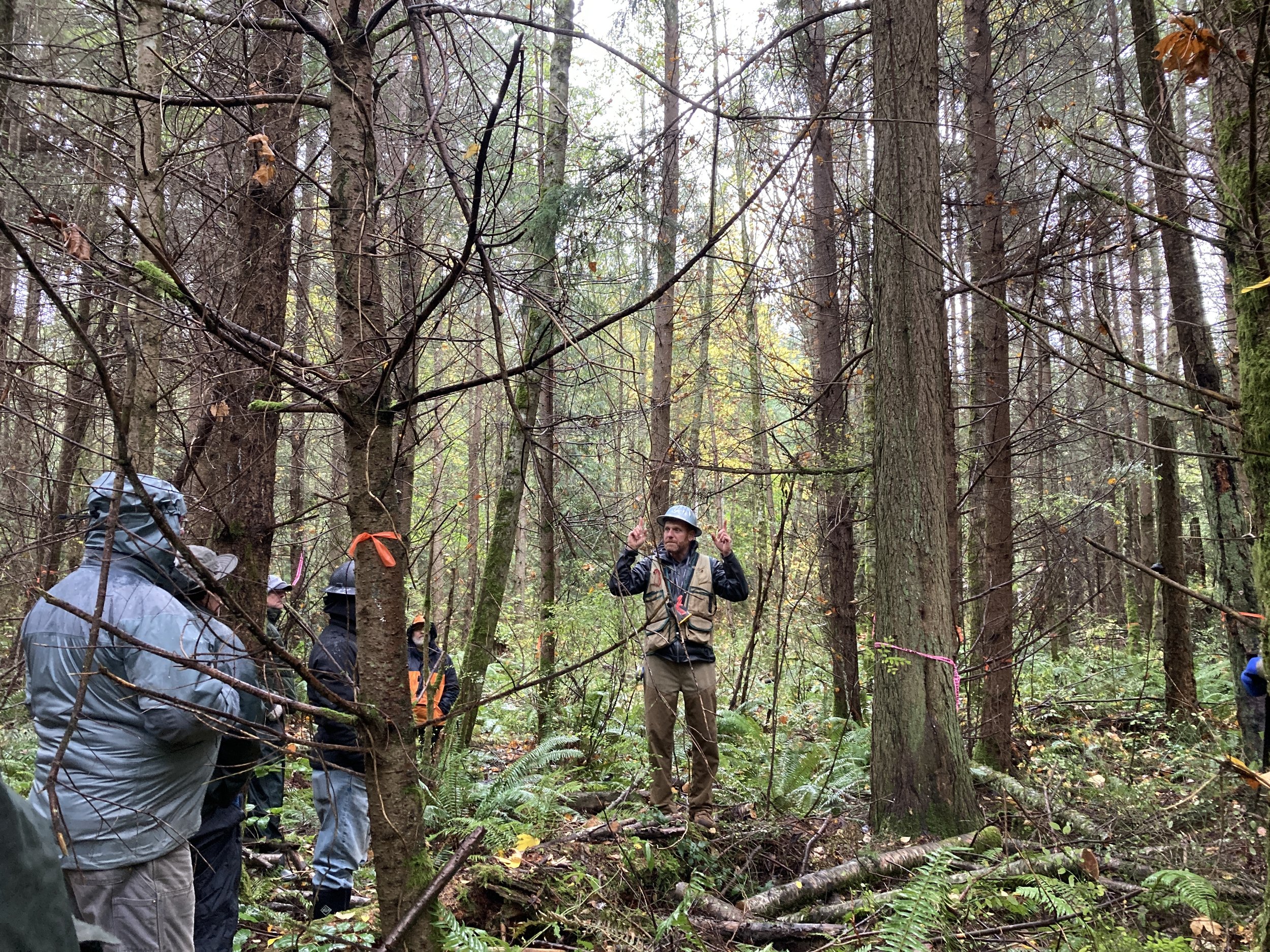 Native Plants for a Healthy Forest