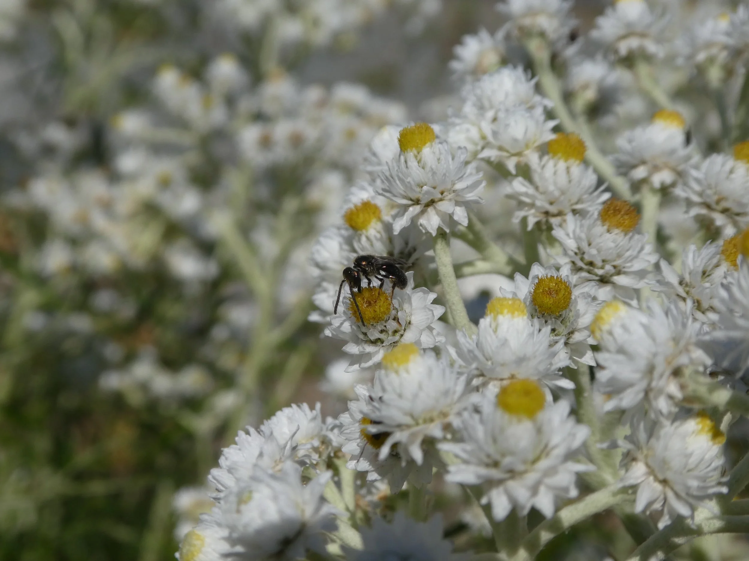 Agroforestry and Native Plants