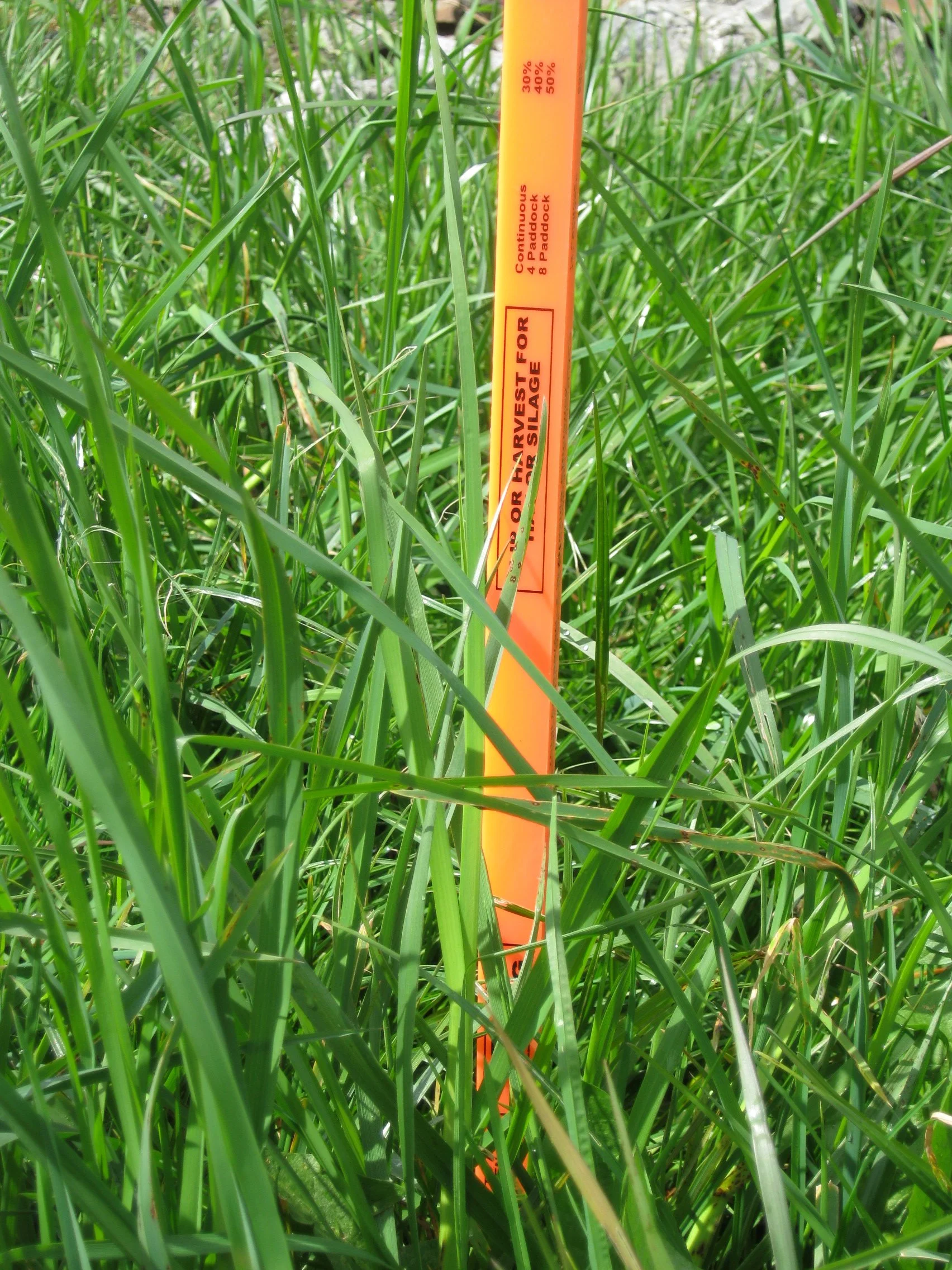 pasture stick 2.JPG