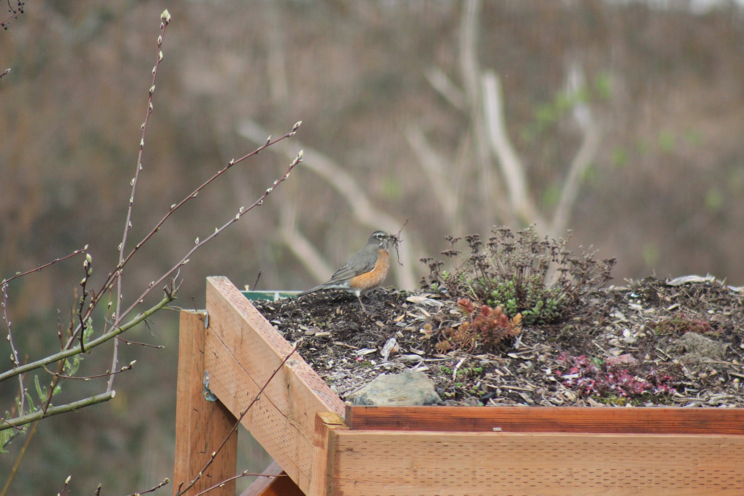  American robin collecting nesting material 